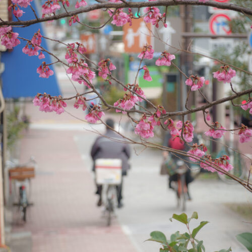 梅スナップ (永代橋)