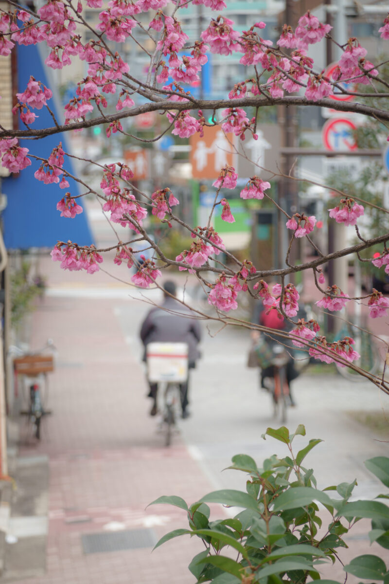梅 (永代橋)